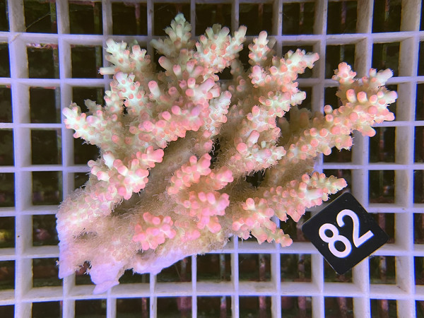 Acropora microlados - Strawberry shortcake (82)