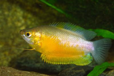 Colisa labiosa - Wulstlippiger Fadenfisch, gold