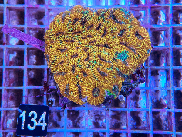 Acanthastrea echinata (134)