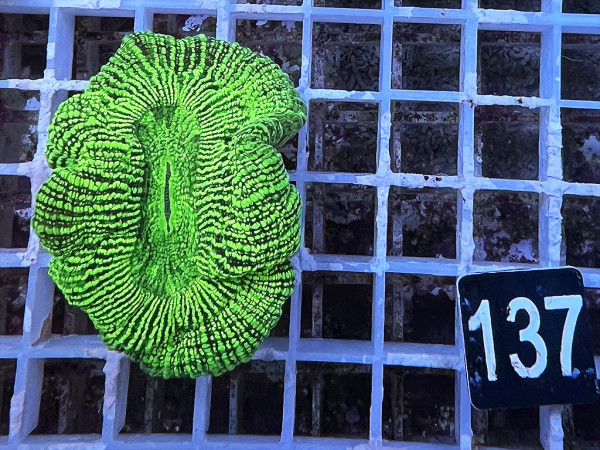 Trachyphyllia geoffroyi neon green (137)