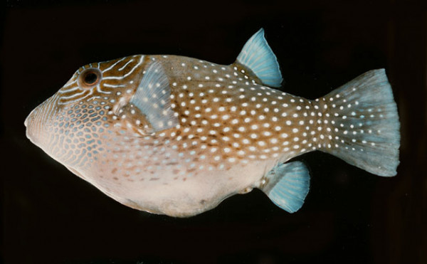 Canthigaster amboinensis - Ambon-Spitzkopfkugelfisch