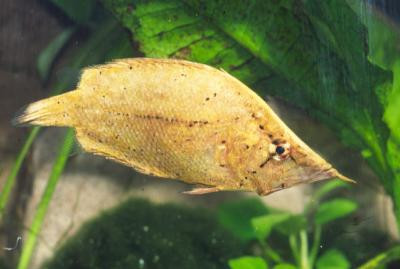 Monocirrhus polyacanthus - Amazonas-Blattfisch