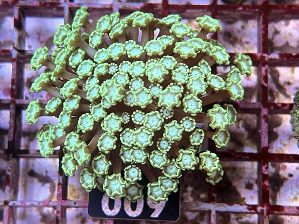 Alveopora spec. - Margeritenkoralle green Frag (009)