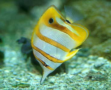 Chelmon rostratus - Orangestreifen-Pinzettfisch