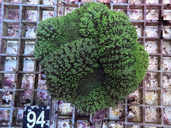 Lobophyllia spec. - Hirnkoralle green (94)