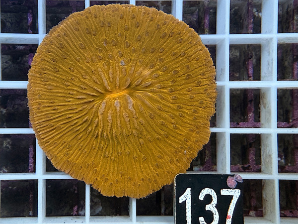 Fungia spec. - orange (137)