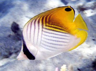 Chaetodon auriga - Fähnchen-Falterfisch