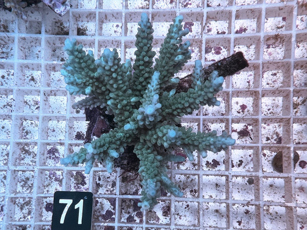 Acropora spec. (71)
