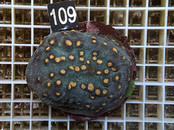 Mycedium spec. - Pumpkin Head (109)