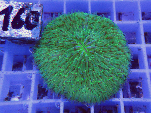 Fungia spec. green (160)