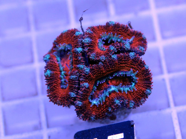 Acanthastrea spec. Frag (15)