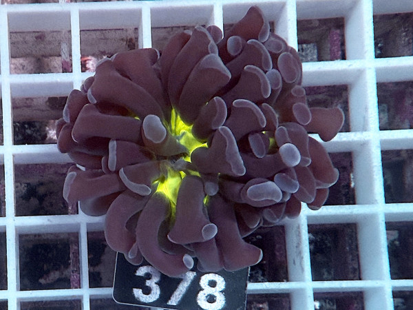 Euphyllia paraancora bicolor (378)