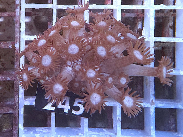 Goniopora spec. purple frag (245)