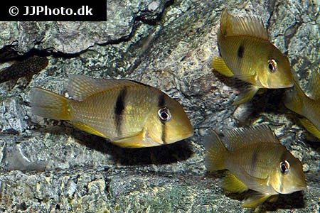 Guianacara sp. - Orinoco 4-5 cm