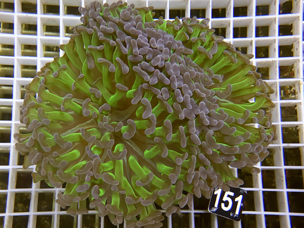 Euphyllia ancora - bicolor (151)