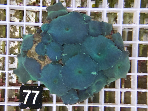 Discosoma spec. - Scheibenanemonen, blau (77)