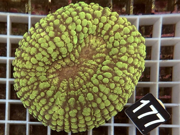 Lobophyllia spec. - Hirnkoralle ultra (177)