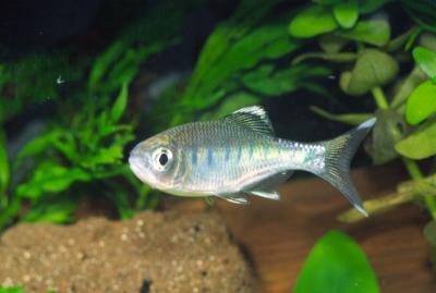 Barilius canarensis - Royal Ozelot-Bärbling