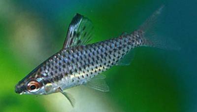 Chilodus punctatus - Punktierter Kopfsteher