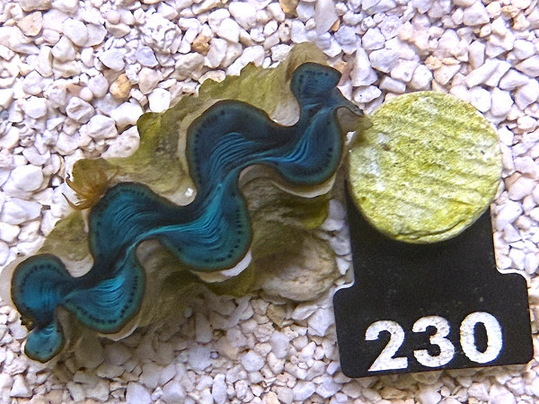Tridacna maxima 5-6 cm (230)