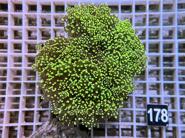 Euphyllia yaeyamaensis (178)