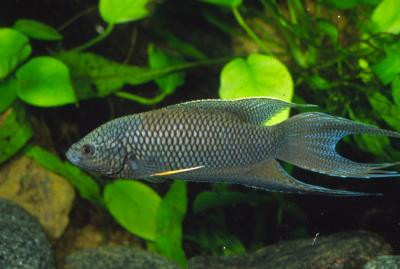 Macropodus erythropterus - Paradiesfisch