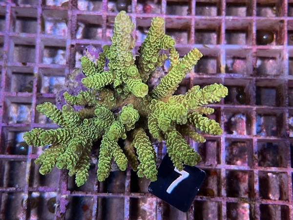 Acropora millepora (7)