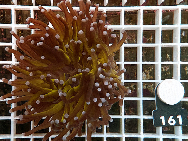 Euphyllia glabrescens - Golden Torch (161)