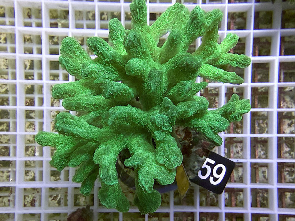 Hydnophora spec. - Pickelkoralle, neon grün (59)