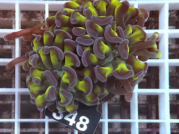 Euphyllia paraancora bicolor (348)