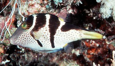 Canthigaster valentini - Sattel-Spitzkopfkugelfisch