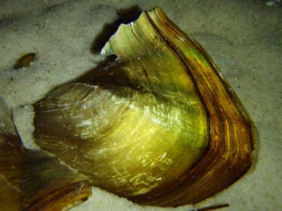 Hyriopsis sp. - Haifischflossenmuschel