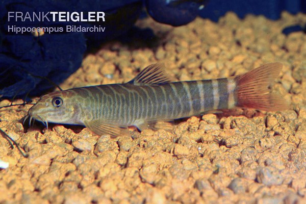Schistura mahnerti - Rotschwanz-Zebraschmerle