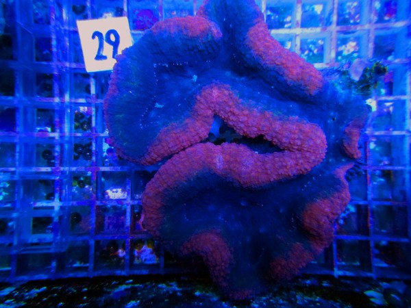 Lobophyllia spec. (29)