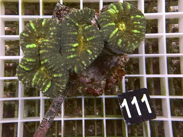 Lobophyllia spec. - Hirnkoralle ultra (111)