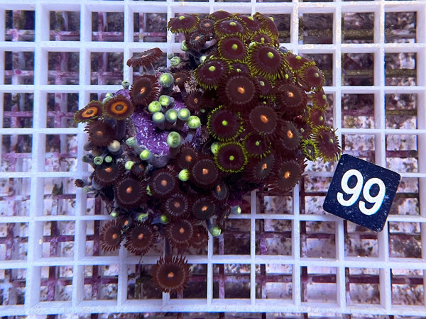 Zoanthus spec. Krustenanemonen (99)