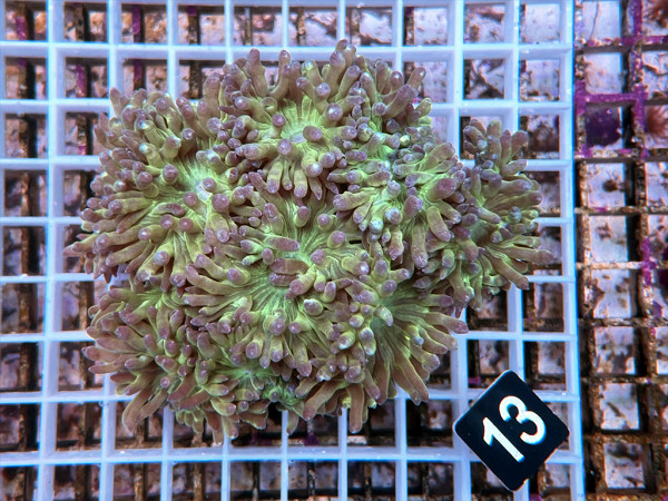 Duncanopsammia axifuga - Duncanopsammia (13)