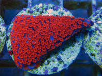 Montipora spec. - Montipora Superman Frag Montipora spec. - Montipora Superman Frag