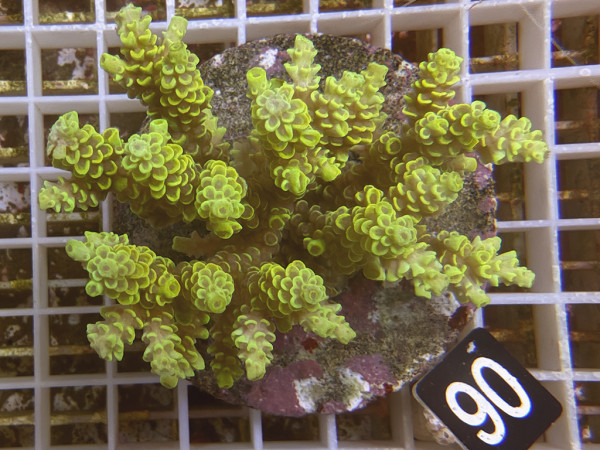 Acropora selago (90)