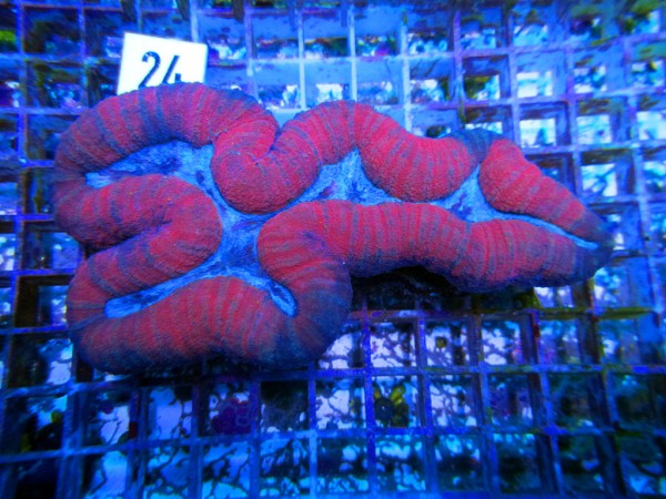 Lobophyllia spec. (24)