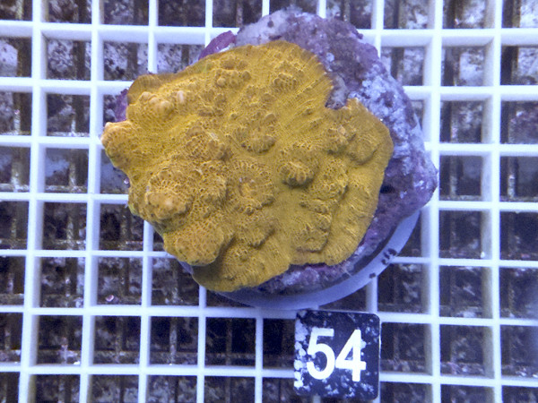 Echinophyllia spec. - Chalice ultra (54)