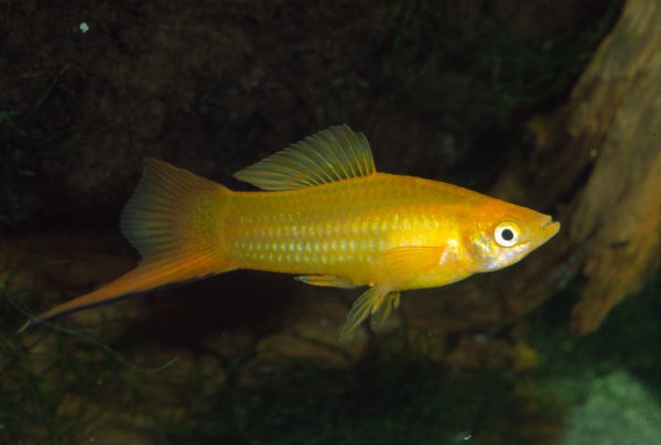 Xiphophorus hellerii - Marigold Schwertträger