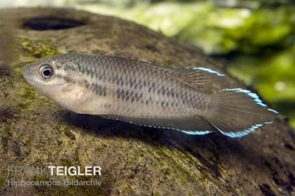 Betta picta - Java Kampffisch