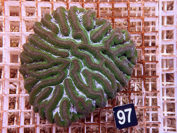 Platygyra spec. (97)