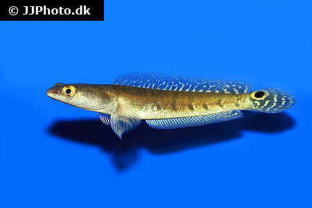 Channa marulioides - Blauer Schlangenkopffisch