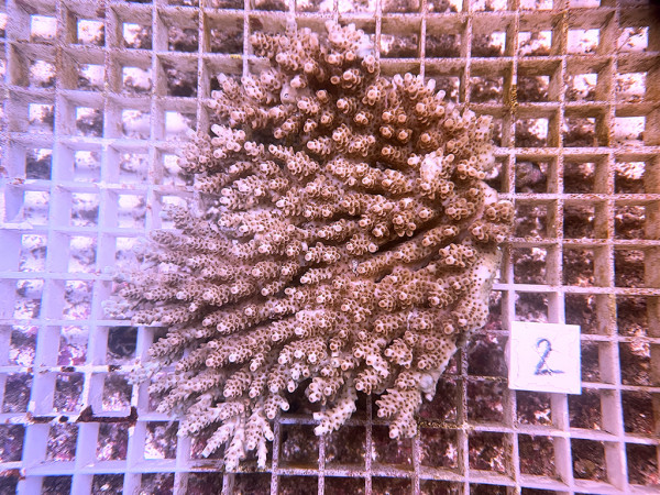 Acropora spec. (2)