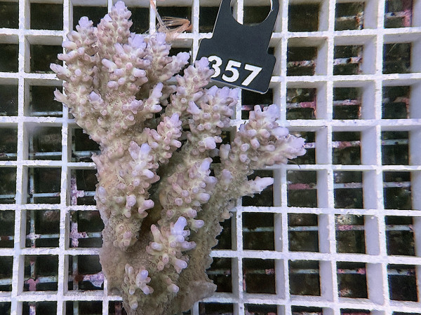 Acropora sp. ultra (057)