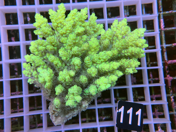 Acropora sp. ultra (111)