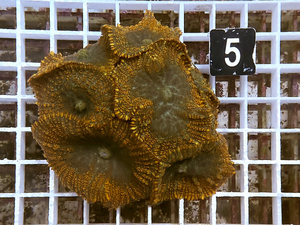 Rhodactis cf. inchoata - Fussel-Scheibenanemonen (5)