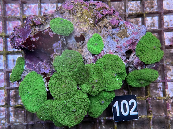 Rhodactis spec. (102)